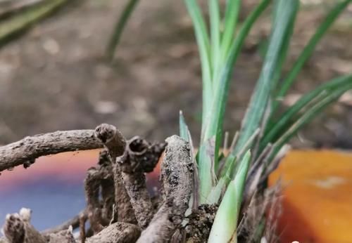 春分到，兰花施肥很重要，简单3步就能让兰花冒新芽