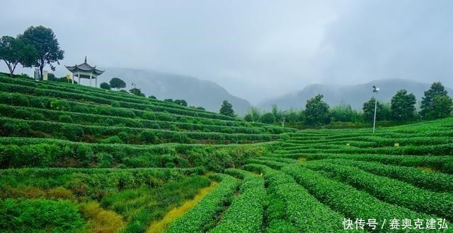 茶树|浙江几处著名的产茶胜地，有的人尽皆知，有的堪称中国最大茶园