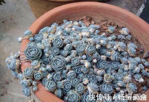 公认难养的4种高颜值多肉,谁养谁后悔,能养好的都是高手!