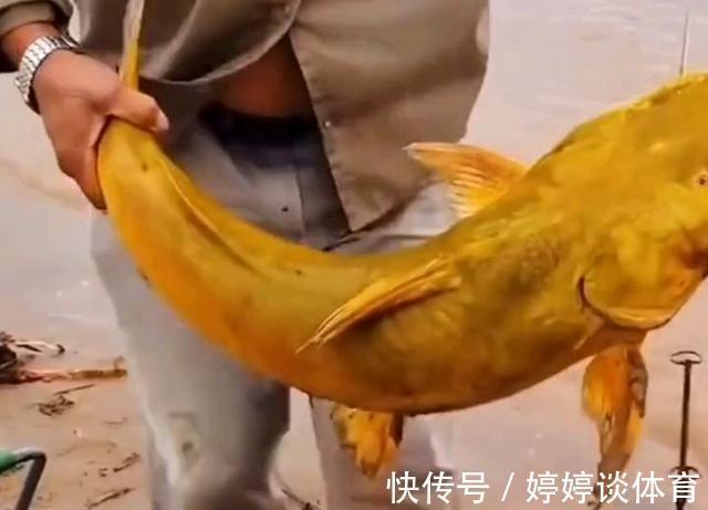 水质|罕见!黄河“巨型黄辣丁”被人钓起,钓友:太大了,还能吃吗