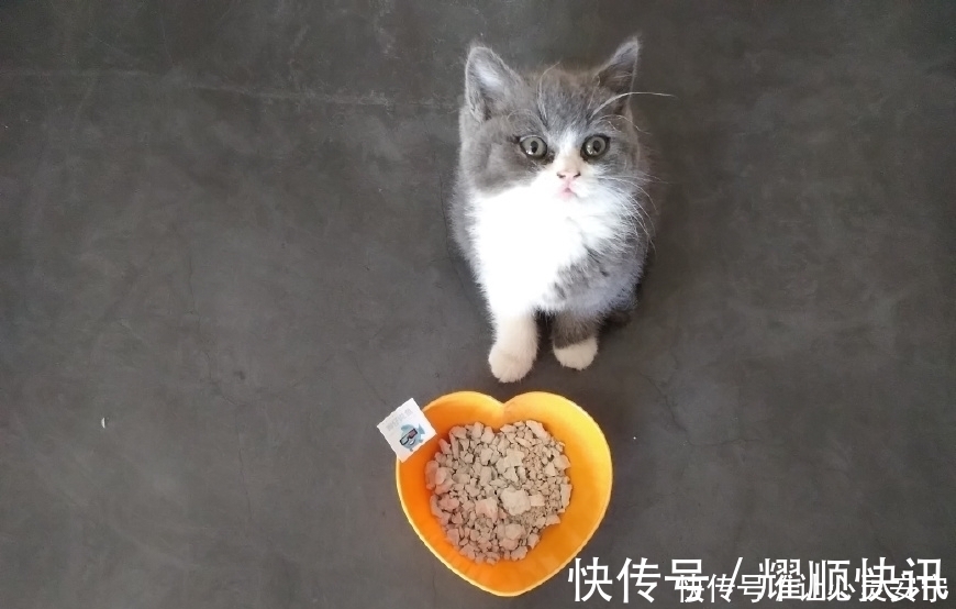 石头|养鱼不死鱼,石头来帮忙!它是鱼缸里的魔法石,一种奇妙的石头