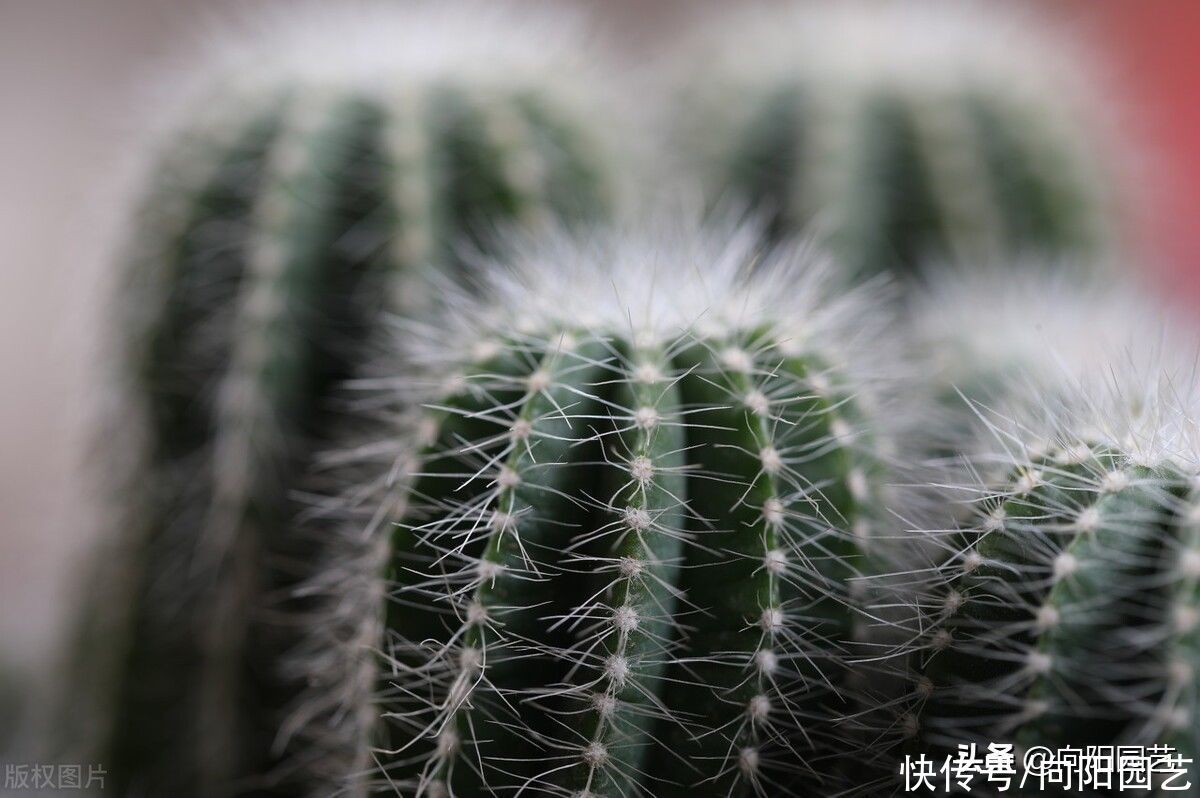 老家院子的仙人球，1年没浇水，活得好好的，花盆都长满了