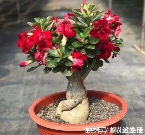 浇水|5种花真皮实,30天不浇水照样枝繁叶茂,绽放层叠群花!