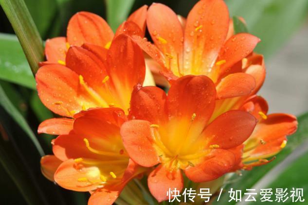 花友们|君子兰难养？花1分钟学会这3样东西的用法，爆盆不愁