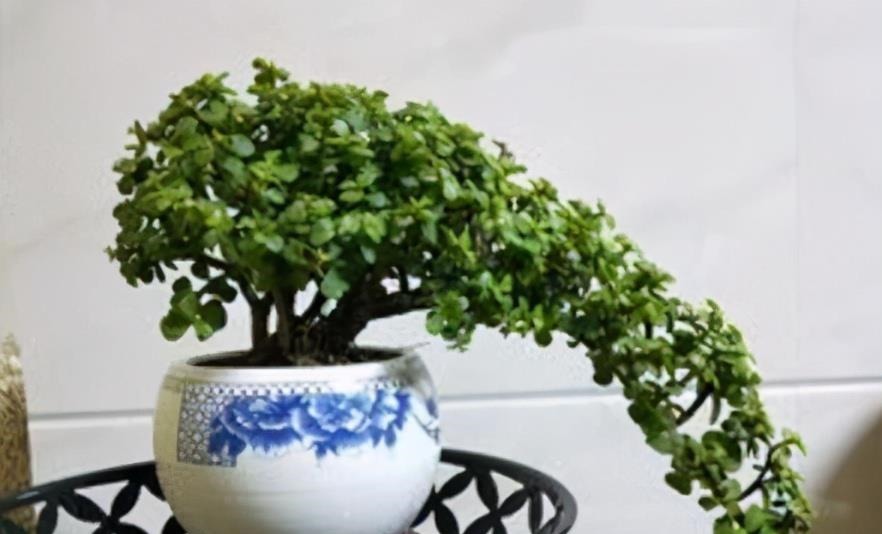 想养金枝玉叶悬崖桩?从一根枝条开始,简单几步操作,养成悬崖桩