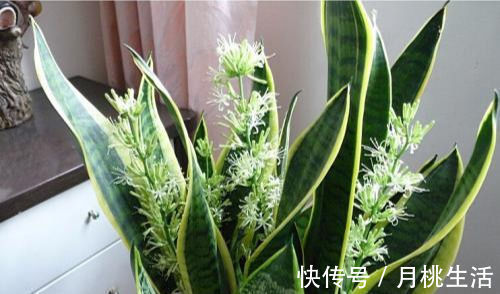 30年老花农养花秘诀给虎皮兰喝一勺它，不烂根，叶绿茎壮长得快