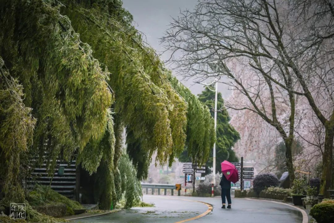 庆元县|不是初雪，胜似初雪，庆元雾凇，宛若仙境！