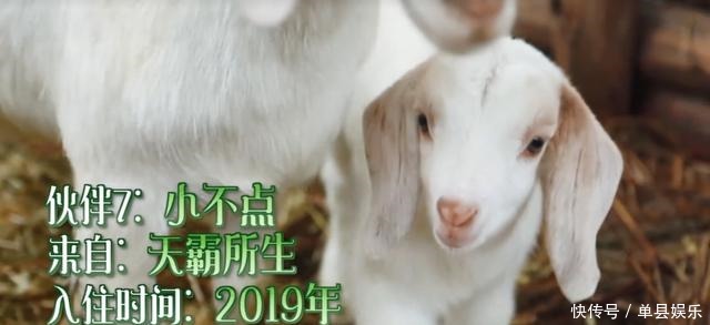 陈赫|《向往的生活》小H开发布会,细数蘑菇屋的小可爱,你还记得几个