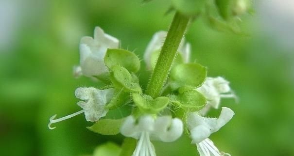 心肌缺血|农地里一种野菜，养心平肝降三高，被称为餐桌上的“胰岛素”