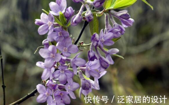 金碧桃|农历8月8日过后,客厅适合养4种花,花朵烂漫迷人,开花幽香暗淡