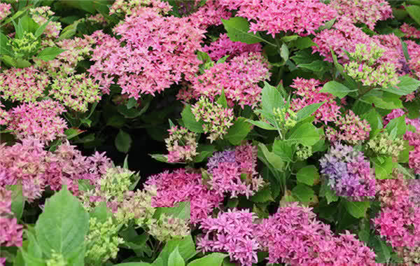 3种花人见人爱，种植容易，一年三季开花，观赏价值高，值得拥有