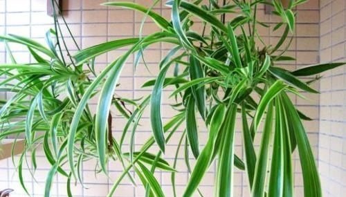 家庭常备的小苏打:这么养花,好处多多,现在知道也不晚!