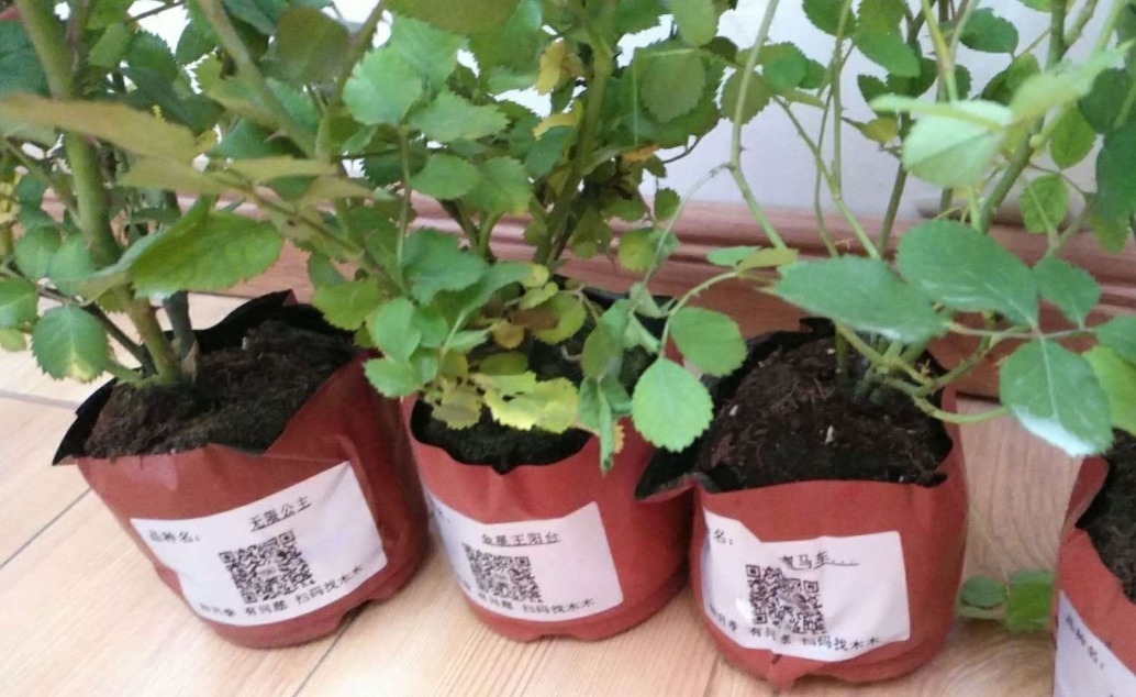 新手月季种植手册,修剪、病害防治等教程,种月季不再难