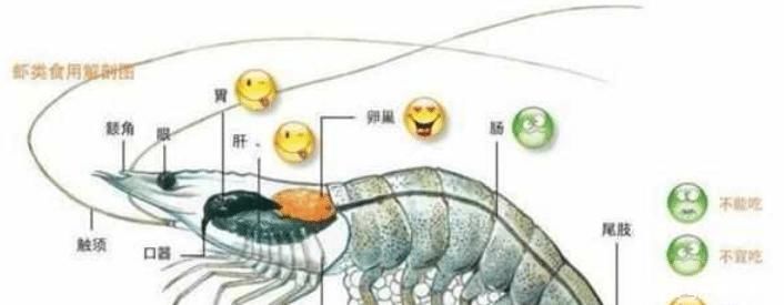 虾头的黄色，是“虾屎”还是“虾黄”？很多人不懂，吃错就可惜了