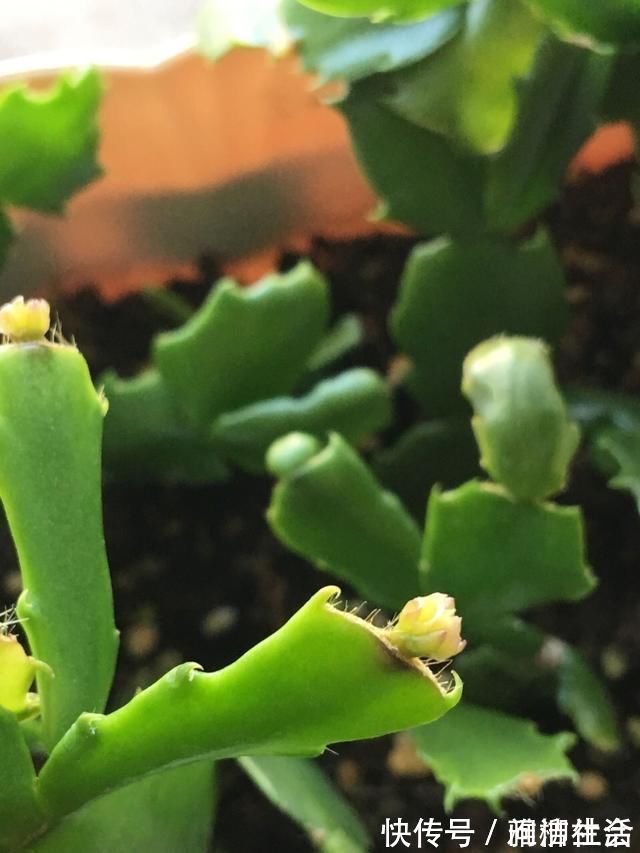 肥料|家里养蟹爪兰，提前准备3种肥料，到了9月开始“贴秋膘”