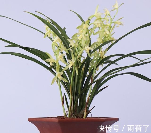 这款兰花，是耳熟能详的“经典”，价格实惠，值得花友们入手一盆