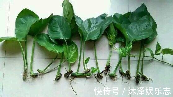 梳子居然也能养花把蟹爪兰插上去，蹭蹭冒白根！