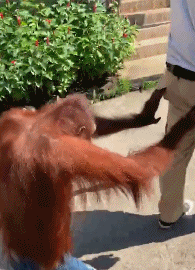 |搞笑GIF趣图:点个眼药水也疼,你骗谁呢