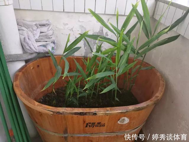 生姜切1刀丢盆里,7天发芽,半年变成“1桶姜”!