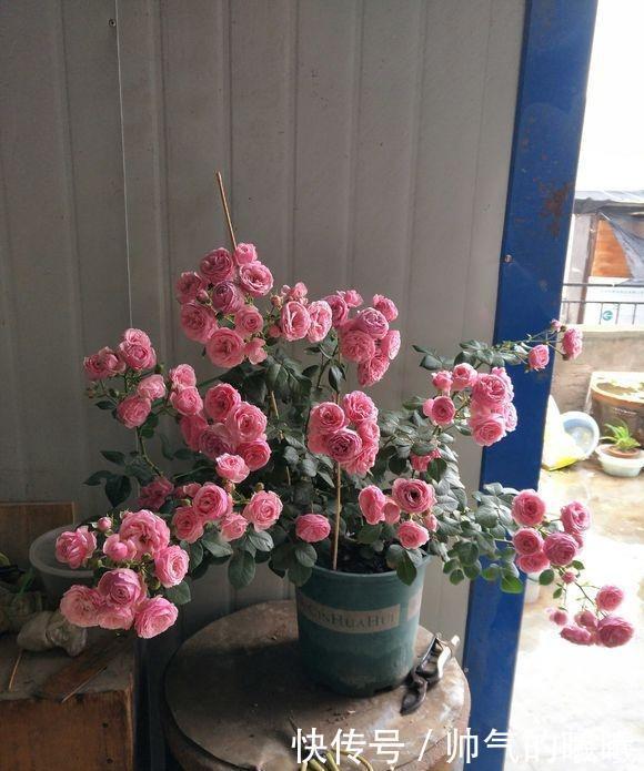 阳台必备的3种“月季花”,勤花“抗病”好养活,养10盆也不多
