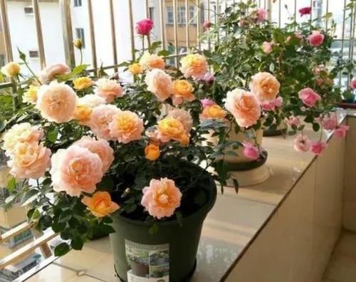 几款花卉，全年开花不停，好养如绿萝，简单易成活