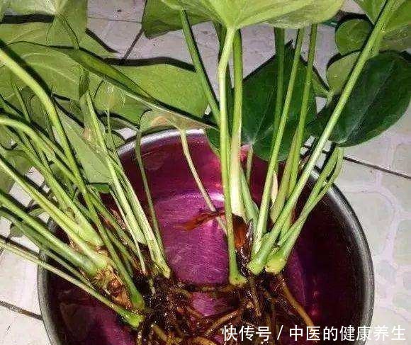 垃圾桶旁边一堆快死的花,到底该不该捡悄悄拎回家赚大发了!