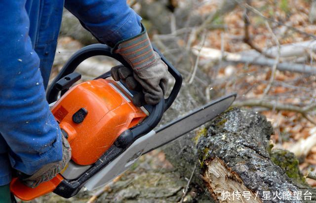 化石|伐木工人在山中伐树,切开树干后傻了,树中竟藏着“狗化石”!
