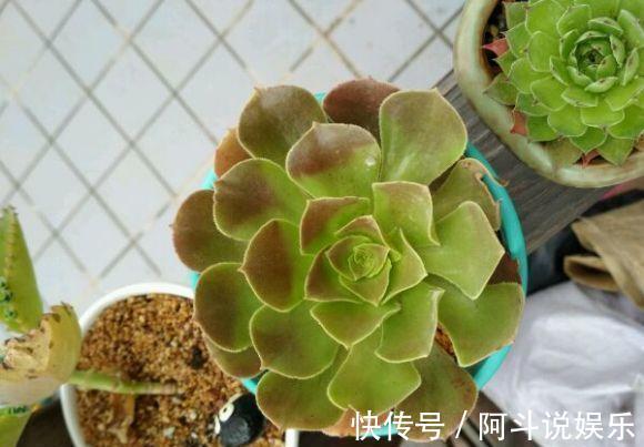 气生根|夏天来了,法师开始落叶了,浇上最后一遍水,度夏更轻松