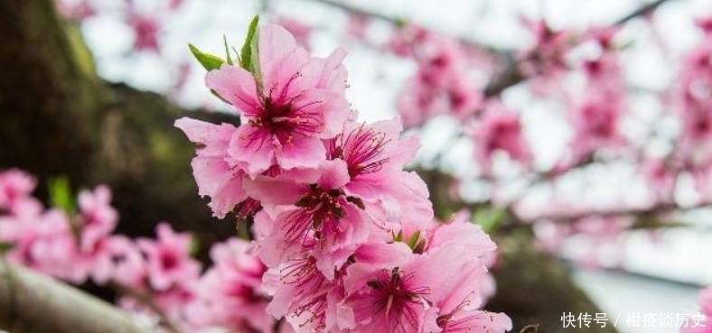 课本|白居易入选课本最多的一首诗,通篇写得很是简练,但却充满了哲理