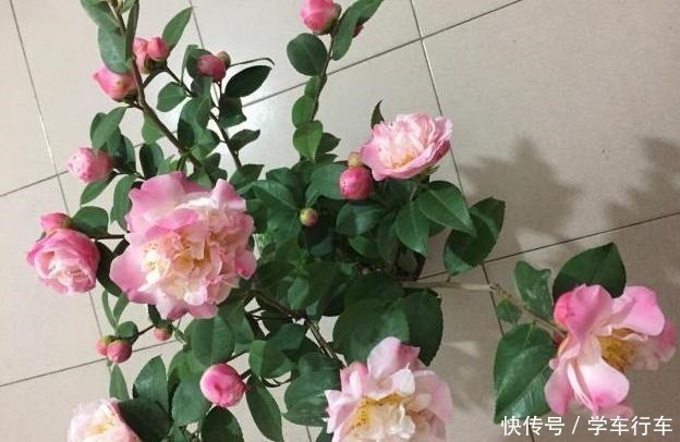 李大爷养花,真厉害,养啥“旺”啥,到底用了什么“好方法”!