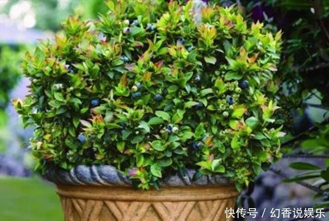 阳台盆栽蓝莓果,用上4个“小绝招”,一次结果几十斤,营养美味