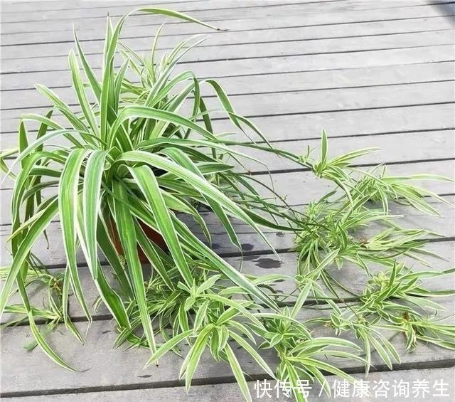 植物|想让家里病菌少,就养这五种植物,漂亮又好养,家里至少要有一种!