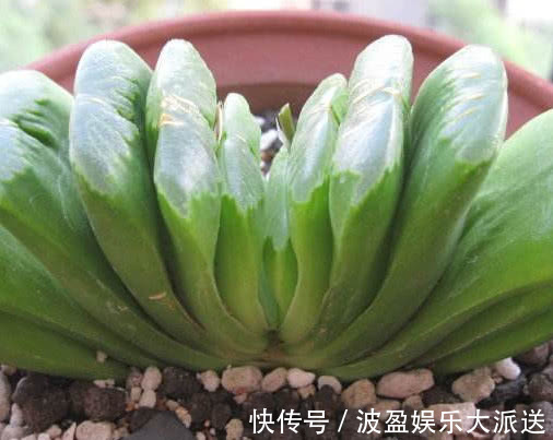 肥料|多肉玉扇叶片干瘪怎么办教你3个小妙招,盆栽玉扇饱满还爆盆