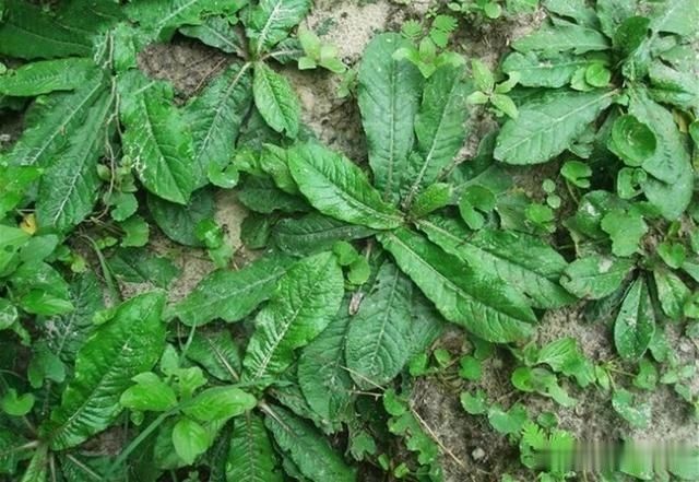 看似|它是野生“地胆草”,田间地头随处见,看似不起眼,却是珍贵药材