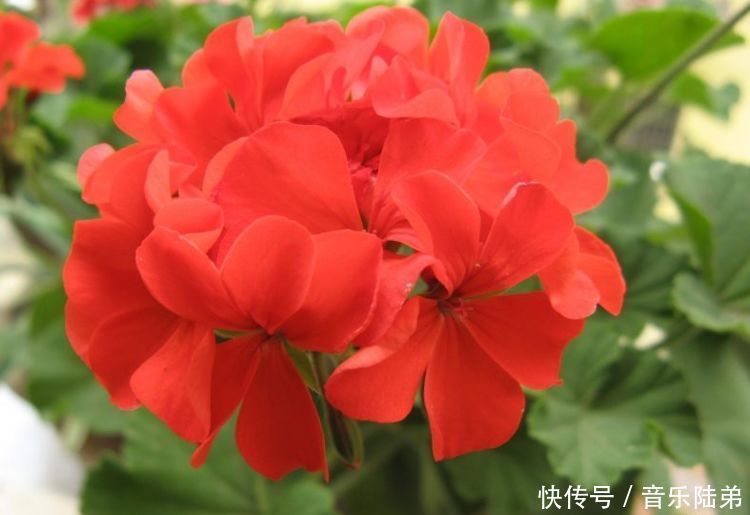 这几款小花,便宜又好养,长势茂盛,花大服盆快,全年开花不断