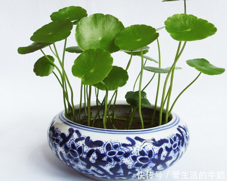 别信卧室养绿植除甲醛,还有这些花一定不要养,否则只有后悔