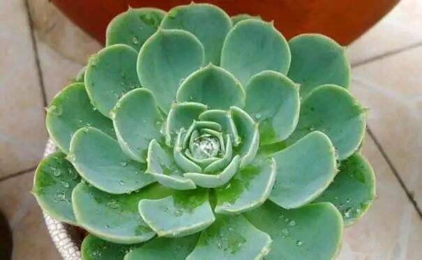 多肉叶片下翻怎么办2招就搞定,越长越壮,变成姿态优美的老桩