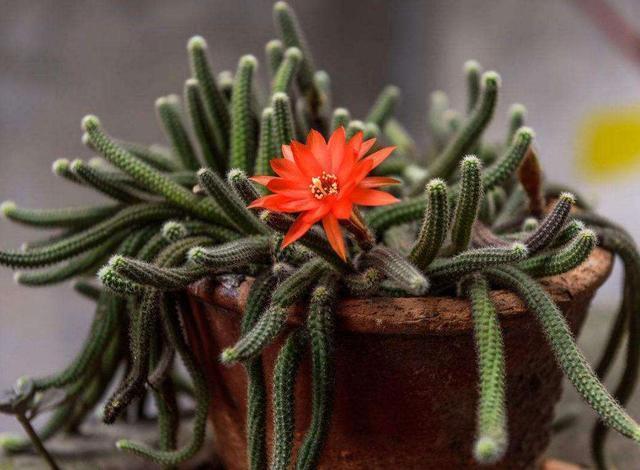 仙人掌|阳台养一盆此植物,不怕晒不怕旱,比仙人掌美,开出朵朵红花