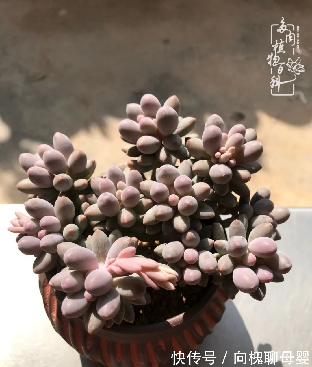 一种爱好就是一种境界,养花养多肉可以培养一个人的心境!