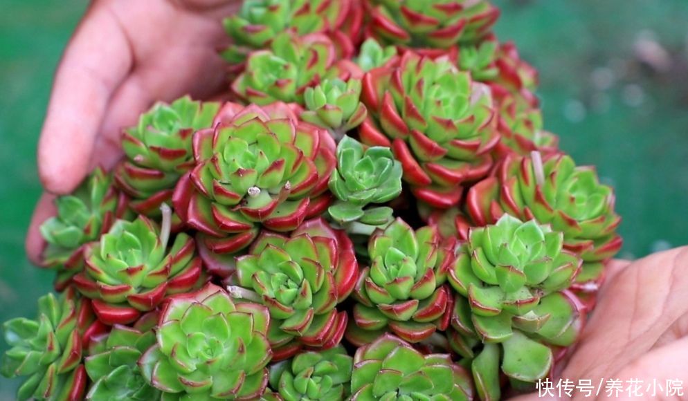 天气暖和了，把多肉搬出来晒晒太阳，叶色绚丽多姿，观赏性强