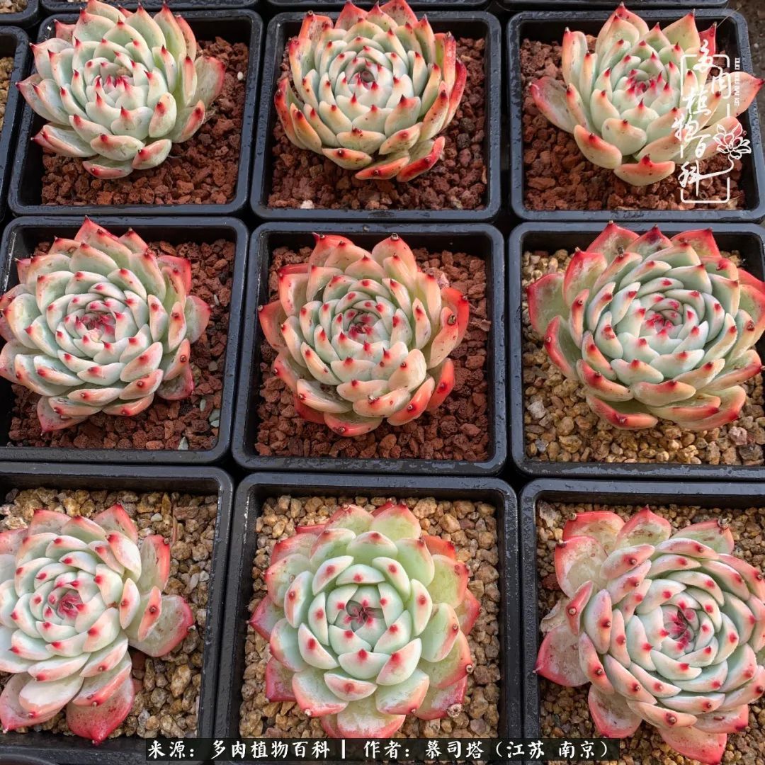 当多肉小白磕上吉娃娃！把自己都要美哭了！