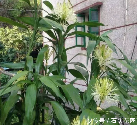 开花|养了10年富贵竹,今年开了“富贵花”,做到“4点”你家的也能开
