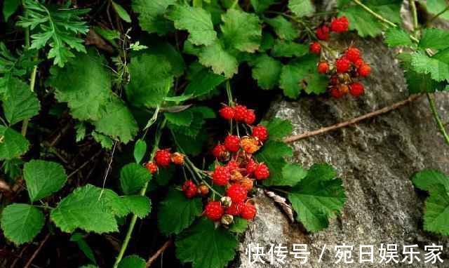 野果|农村最神秘的“野果”,老人说是蛇的食物,有多种神奇治疗药效