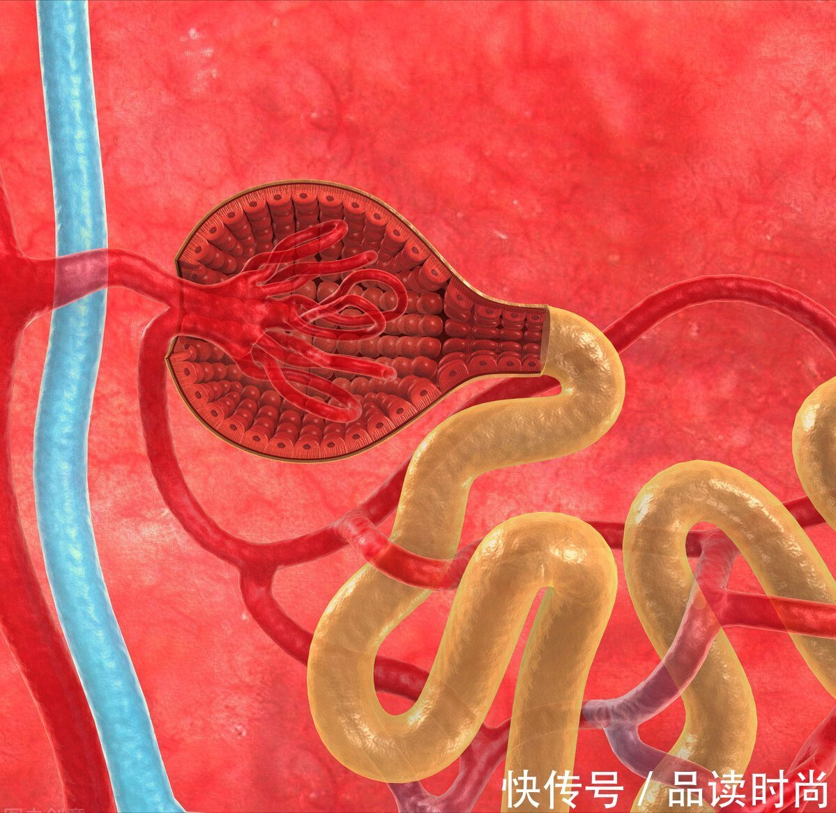 糖尿病肾病|3个中成药,多靶点改善糖尿病微血管病变,减少尿蛋白保护肾功能