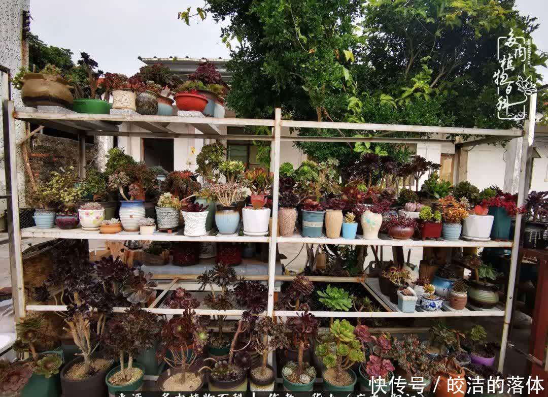 广东的冬天是多肉的春天,时间是最好的魔法师!