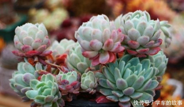 这4种情况要给多肉“砍头”,注意5点,1棵变2棵还带爆头效果!