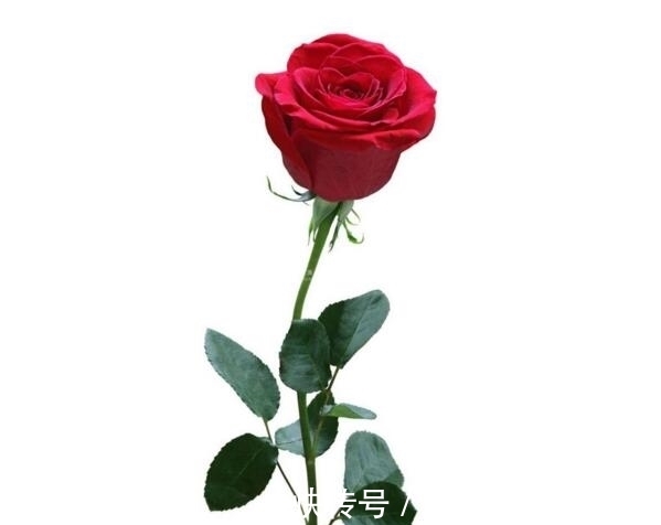 玫瑰花@5首描写玫瑰花的诗词,首首艳丽且浪漫,读来让人憧憬爱情