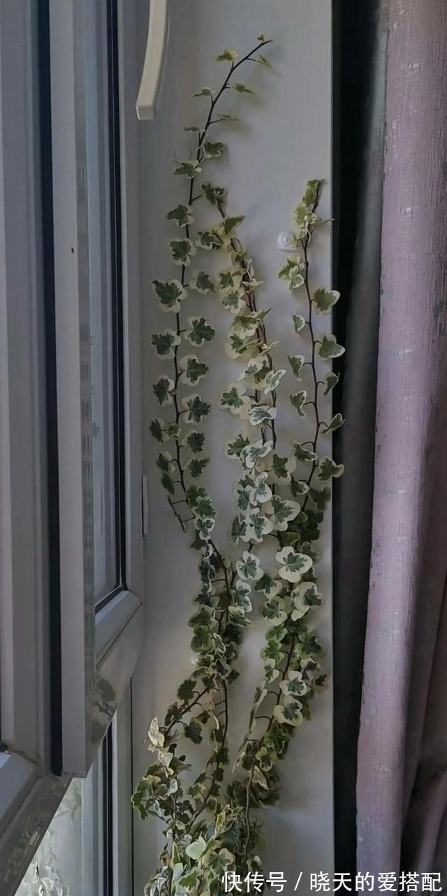 有助于身体健康的三种花,家里务必放一盆