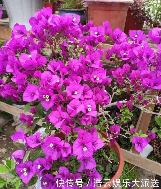 早秋，盆栽三角梅开花数量少了、个头小了怎么办抓牢4点足以