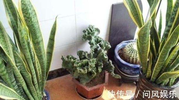 养殖盆栽虎皮兰,该如何加深叶片纹路掌握4点株型美、叶片肥